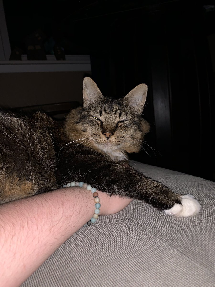 tigerweeb's tweet photo. hand = pillow https://t.co/Z38jSjz62q