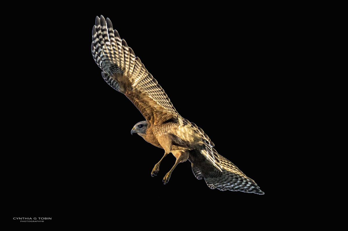 smartwoman123's tweet photo. A magnificent red shoulder hawk takes flight... #birds #hawksofinstagram #hawk #redshoulder #magnificent #avian #hawksoftwitter #bird_brilliance https://t.co/Cw1o64Hd1W