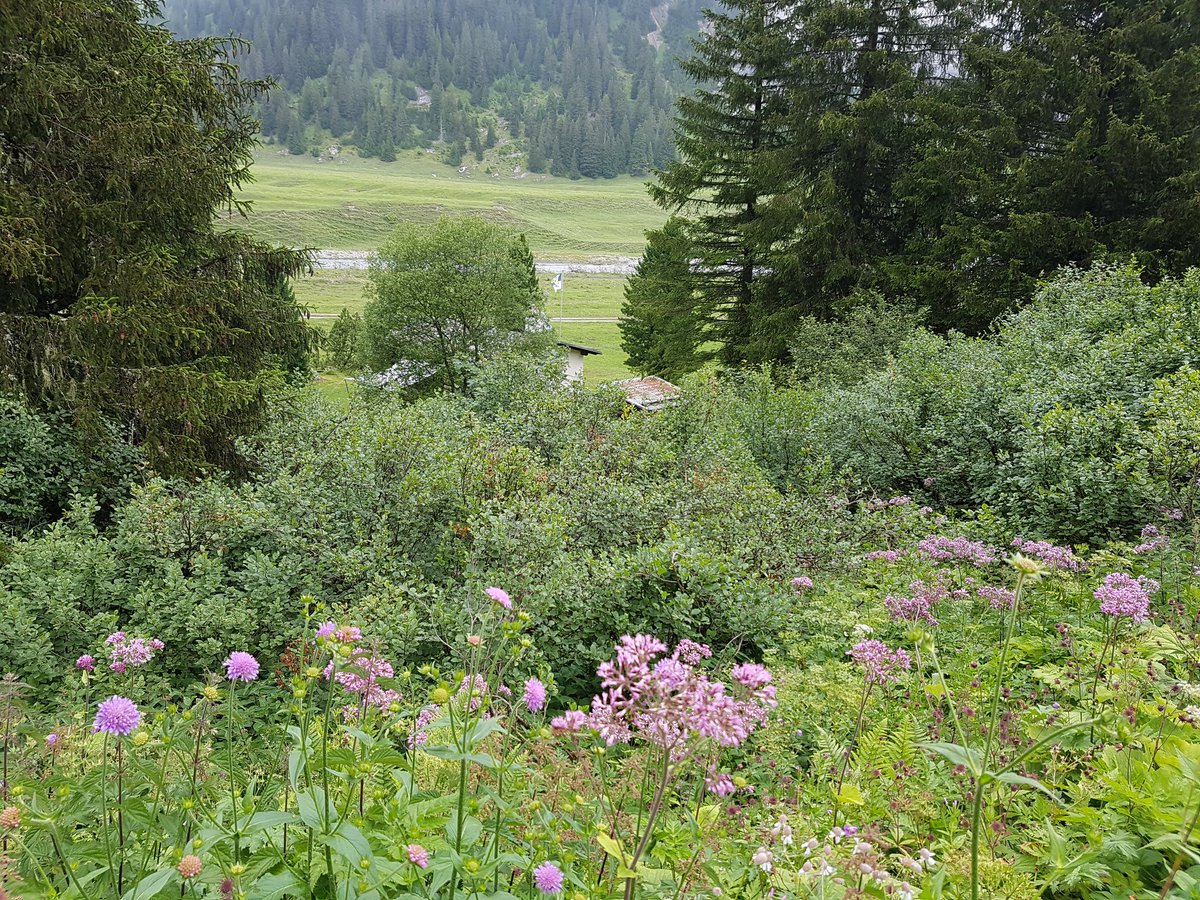 AmyandaFairy's tweet photo. Bargis, a lovely and calm place in the Swiss mountains with impressive nature
(11.07.20)
#Bargis #Grisons #Graubuenden https://t.co/sn4TDb9YU7