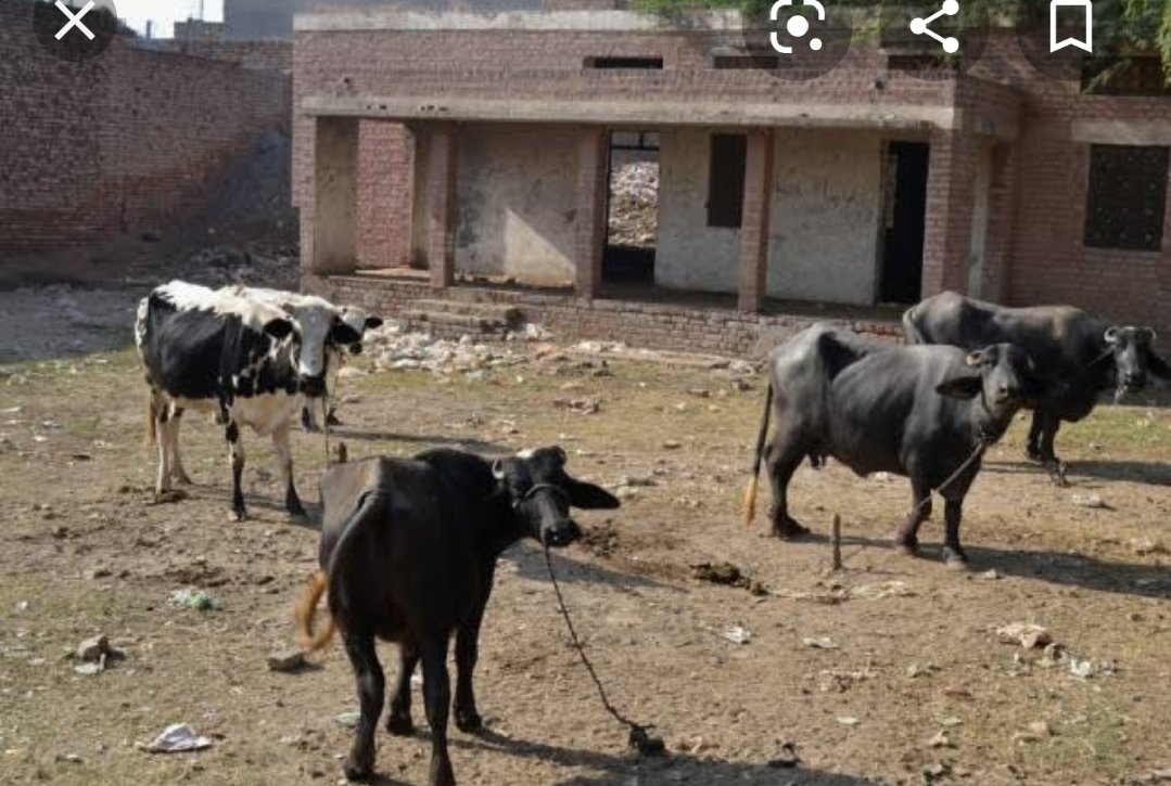 LALMALHI's tweet photo. سندھ حکومت کا صوبے میں پانچ ھزار اسکول بند کرنے 6.4 ملین بچے اسکولوں سے محروم ھونے کا انکشاف۔ 500 ایکڑ سندھ کی زمین ایک بلڈر کو دینے کا بھی انکشاف۔ 12 سال سے پی پی پی حکومت کے سندھ کے لیے سرپرائز جاری۔ https://t.co/yrmB7EfKiQ