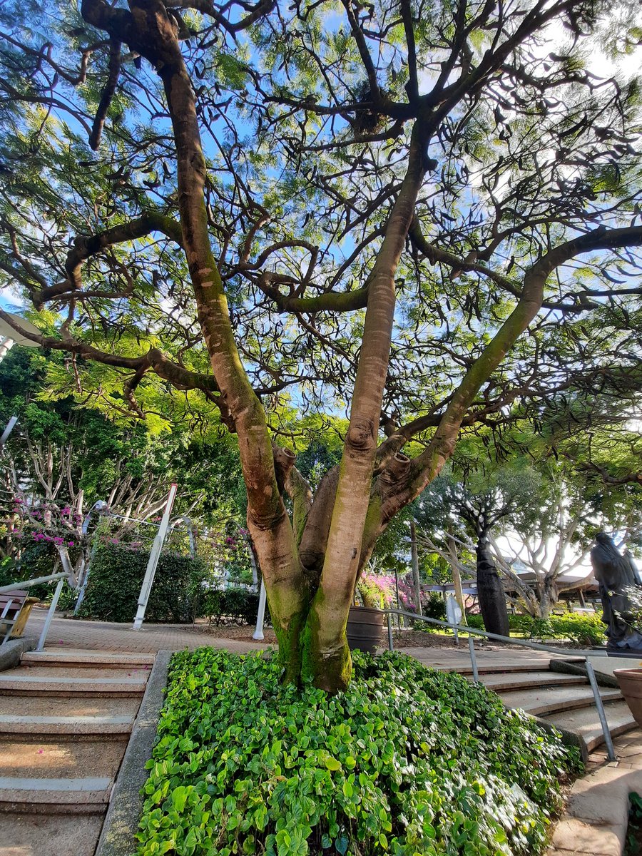 BreaderElla's tweet photo. Sound that trees make is 👌 https://t.co/7HmIwzZLBx