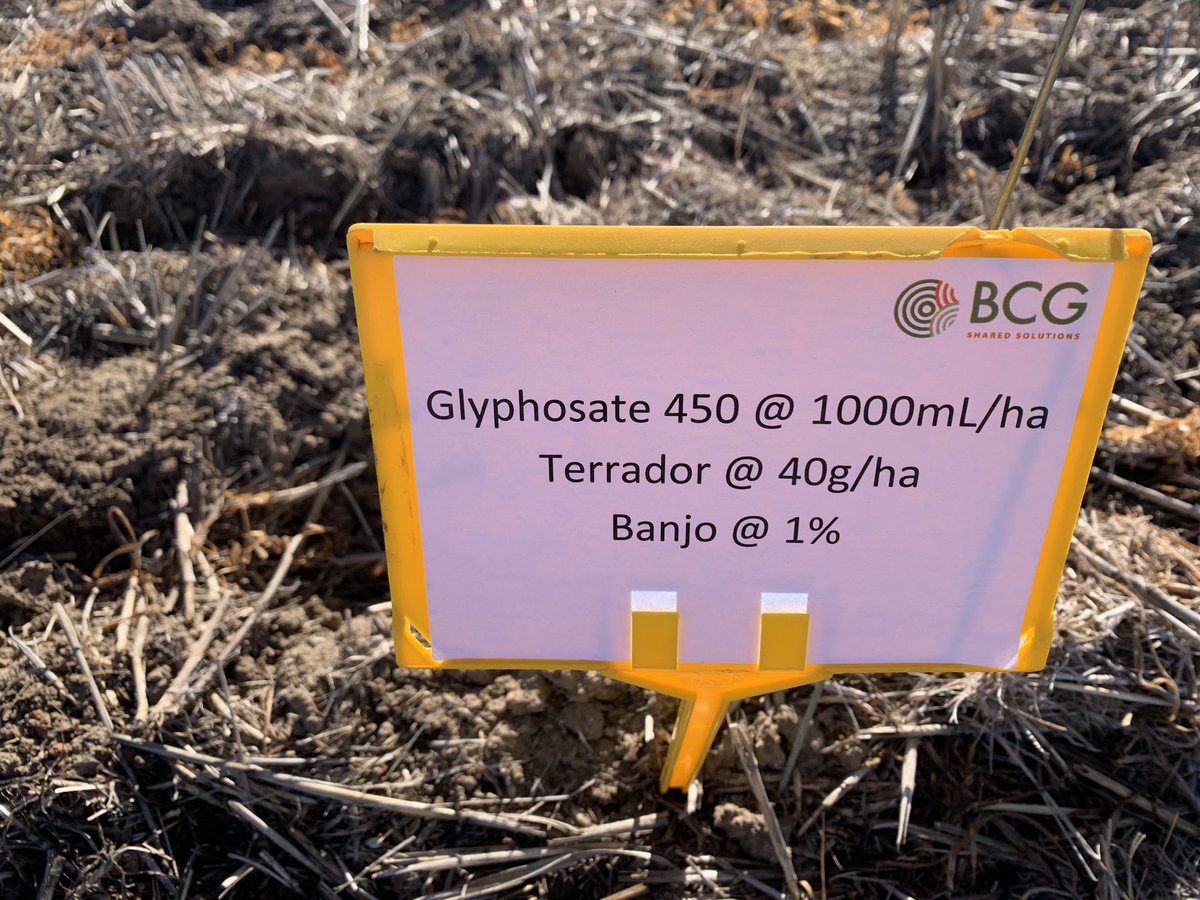 rick_rundell's tweet photo. #terrador impressive spike on pulses canola and improved grass control. Thanks @BCG_Birchip @kangel62 #bcgindustryday https://t.co/uE8gwohdiI