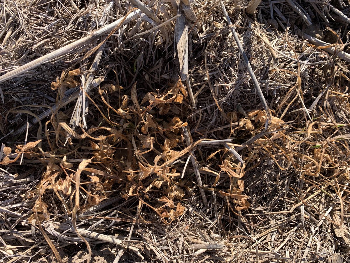 rick_rundell's tweet photo. #terrador impressive spike on pulses canola and improved grass control. Thanks @BCG_Birchip @kangel62 #bcgindustryday https://t.co/uE8gwohdiI