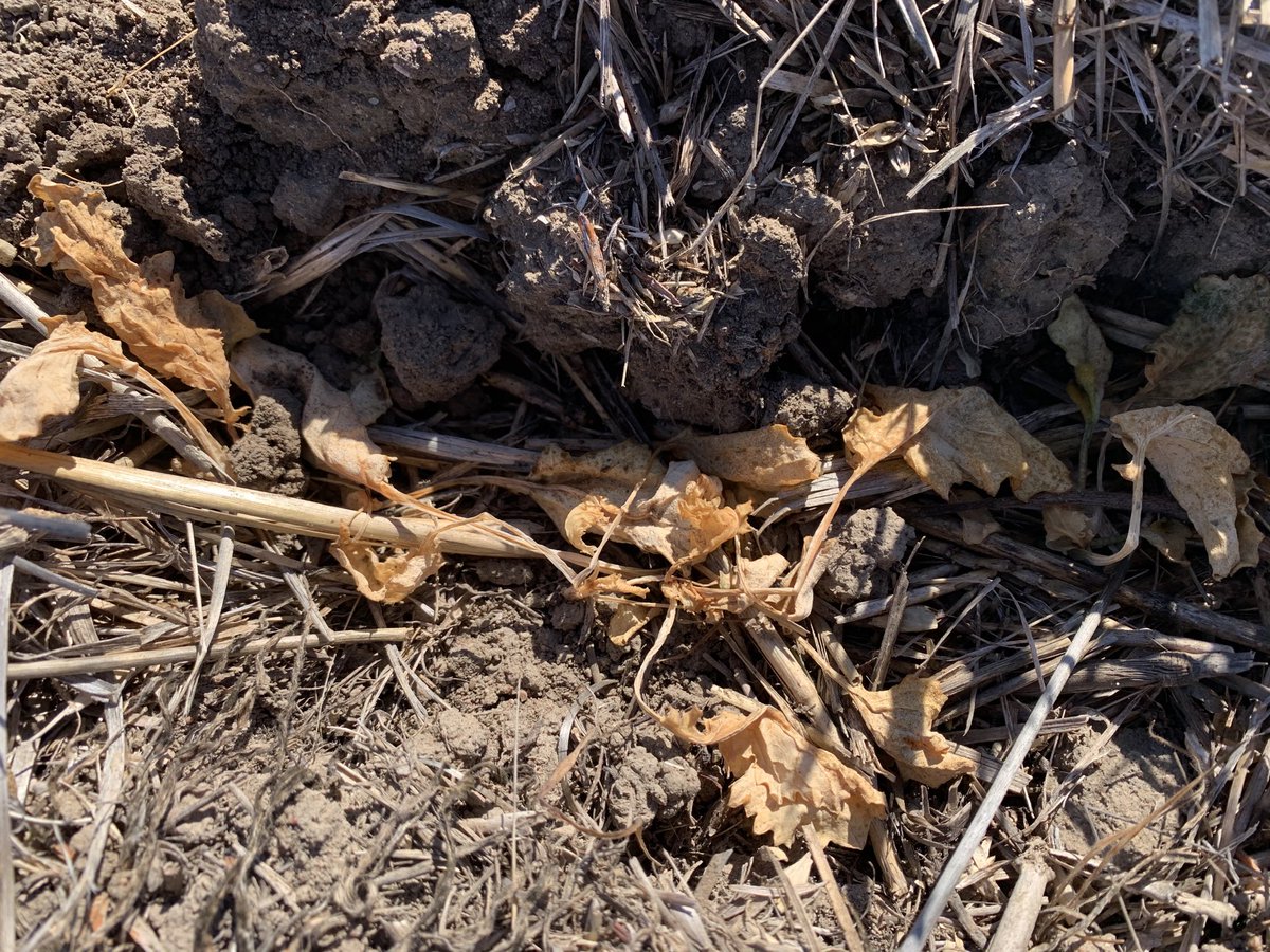 rick_rundell's tweet photo. #terrador impressive spike on pulses canola and improved grass control. Thanks @BCG_Birchip @kangel62 #bcgindustryday https://t.co/uE8gwohdiI