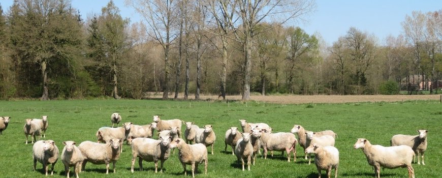 Gelderse subsidie voor wolfwerende maatregelen dlvr.it/RcFzvC