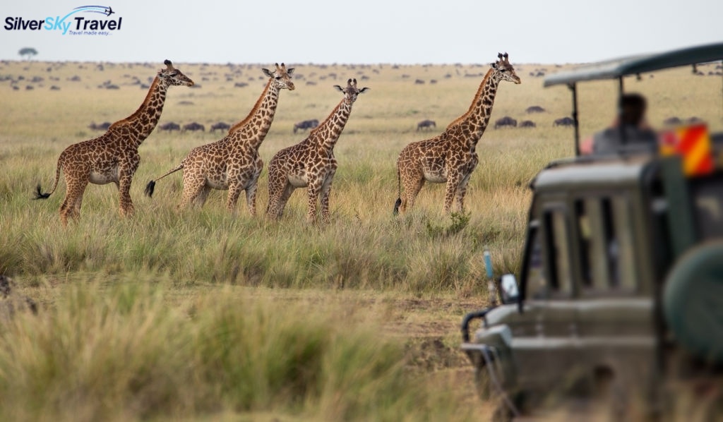 SilverSkySafari's tweet photo. Safari in Tanzania? #Silverskytravel is a reputable operator and offers lodge &amp; camping safaris, trekking tours and beach holidays. Inquire Online at https://t.co/AoM9PIb34j

#visitAfrica #Africalove
#Africaparks #Africaphotographer
#Africantourism #Africanfasion
#Africatravel https://t.co/lueGNpe4Xn