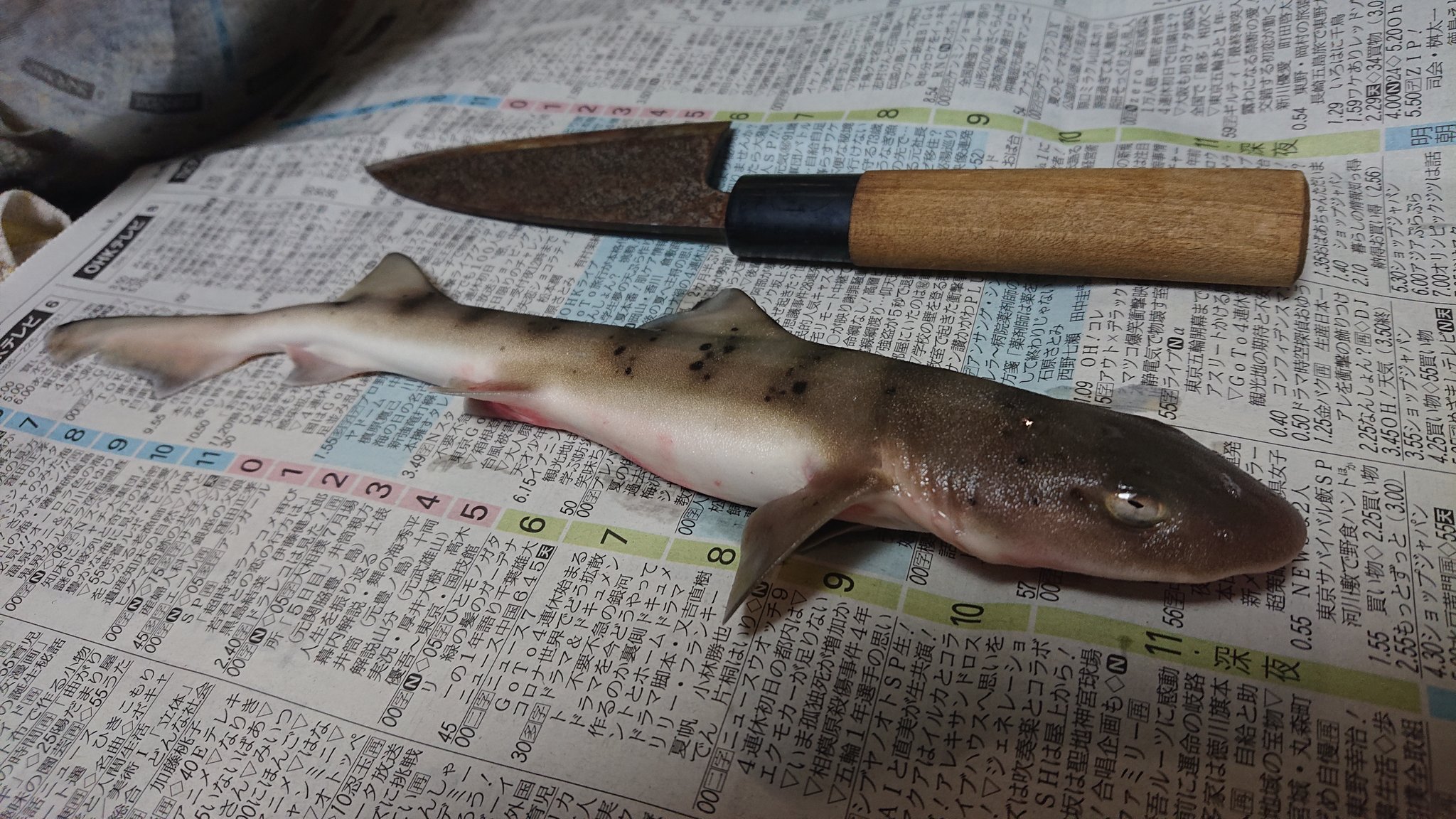 サメ釣れた Twitter Search Twitter