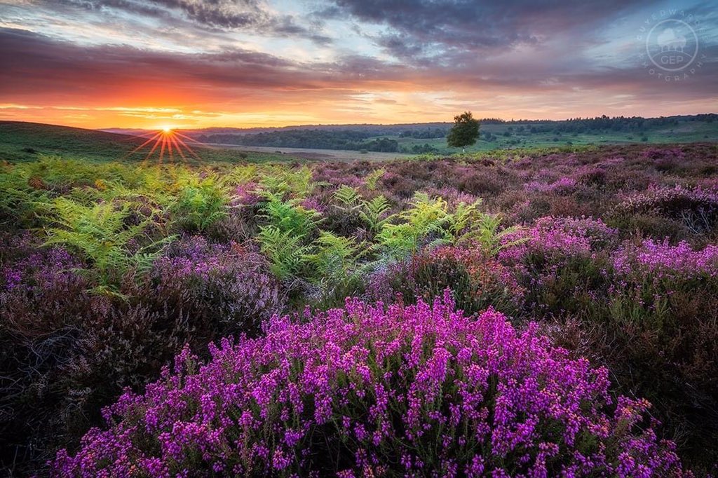 The landscape of the New Forest is really starting to come alive now, as the heather is particularly vibrant in a few places. This image was taken on Thursday morning at the end of another all night workshop.
© Guy Edwardes Photography
#heathland #visithampshire #hampshirenature