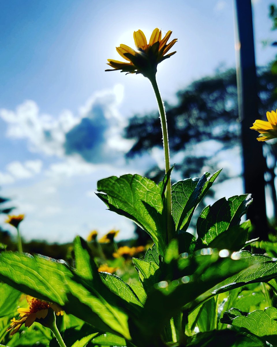 asheeshpal's tweet photo. The eternal sunshine of a spotless mind!
The only thing I could think of 🤓😎
#flower #sun #grees #grass #peelaphool #srisriyoga #life #beautiful https://t.co/xIsg58HuVC