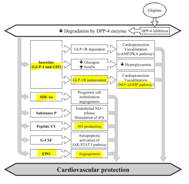 DPP-4is are cardioprotective agents, not a cardo-neutral agent!
Watch out for new drug GLP-1&amp;GIP combination.
Good for bone mineral health in diabetes!
Role in ED and wound healing should be evaluated in T2DM patients.
doi:10.1007/s10741-020-10005-5