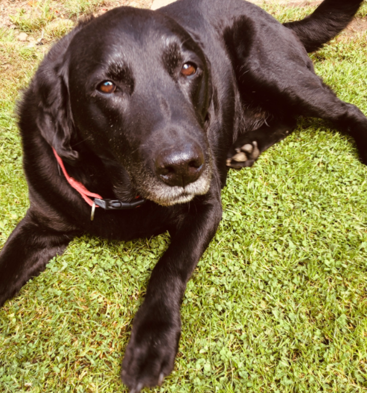 shaunlawson's tweet photo. Lost my wonderful, cheeky Labrador, Humphrey (or Huffy to his friends) this morning. He was a willing (but predictably uncooperative) model in a lot of our #doginternet work including this https://t.co/iqtzcqeUEJ. Mostly though he was a very good boy. 😢 https://t.co/MLUPbILJF9