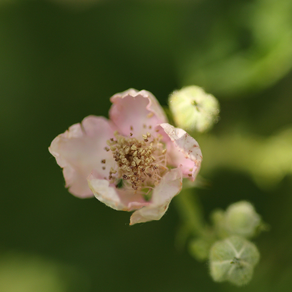 Macrofotografie doe je vanaf nu met de RF 85mm F2 MACRO IS STM. Maak kennis met de lens die je de perfecte macrofoto geeft 📷: canon.sm/3hxDKd3