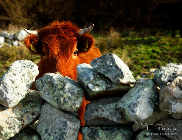 'Peek-a-boo!' We see you, Friday! 👀 Wishing you a moo-st delightful weekend 🐮 📍Gorumna Island, County Galway 📸 MT @TrishPunch