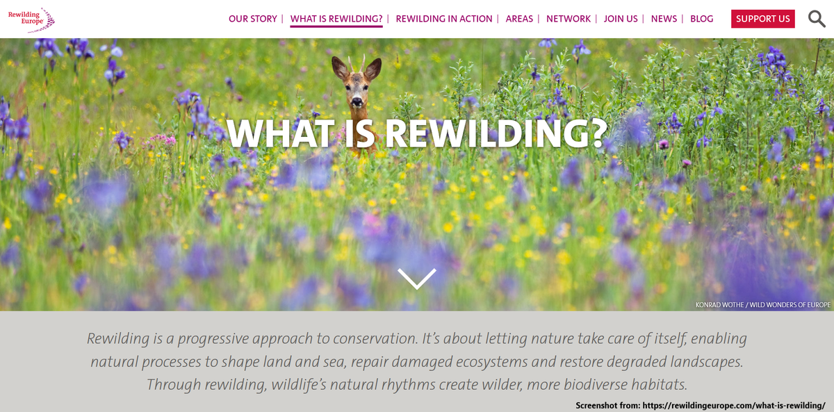 JuliaNishimoto's tweet photo. 2/6 Most of my #conservation experience has been with African large herbivores so I wanted to focus my research on European ones! I heard about #rewilding last year and was intrigued ๐. Rewilding Europe defines #rewilding as: #DICECON20 #ConsEffect2 https://t.co/AUtoj2sG9p