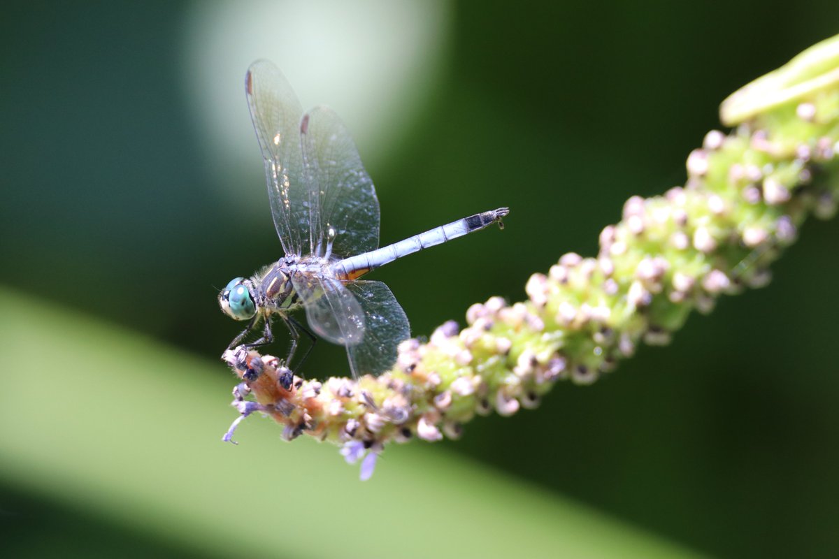 JohnReedPavan's tweet photo. A blue darter dragonfly at Harlem Meer.
#dragonfly #bluedarter #harlemmeer #nyparks #centralpark #centralparknyc https://t.co/HMe6CZcJ5p