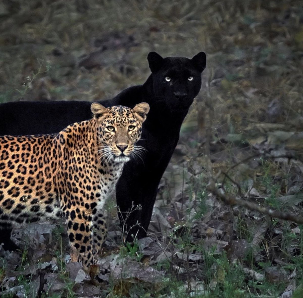 GossipRoomOff's tweet photo. Un léopard et son "ombre", une magnifique panthère noire ! Pour réaliser parfaitement ce cliché, cela a demandé 6 jours de patience au photographe... 🐯🖤 https://t.co/z9UJAb7UdK