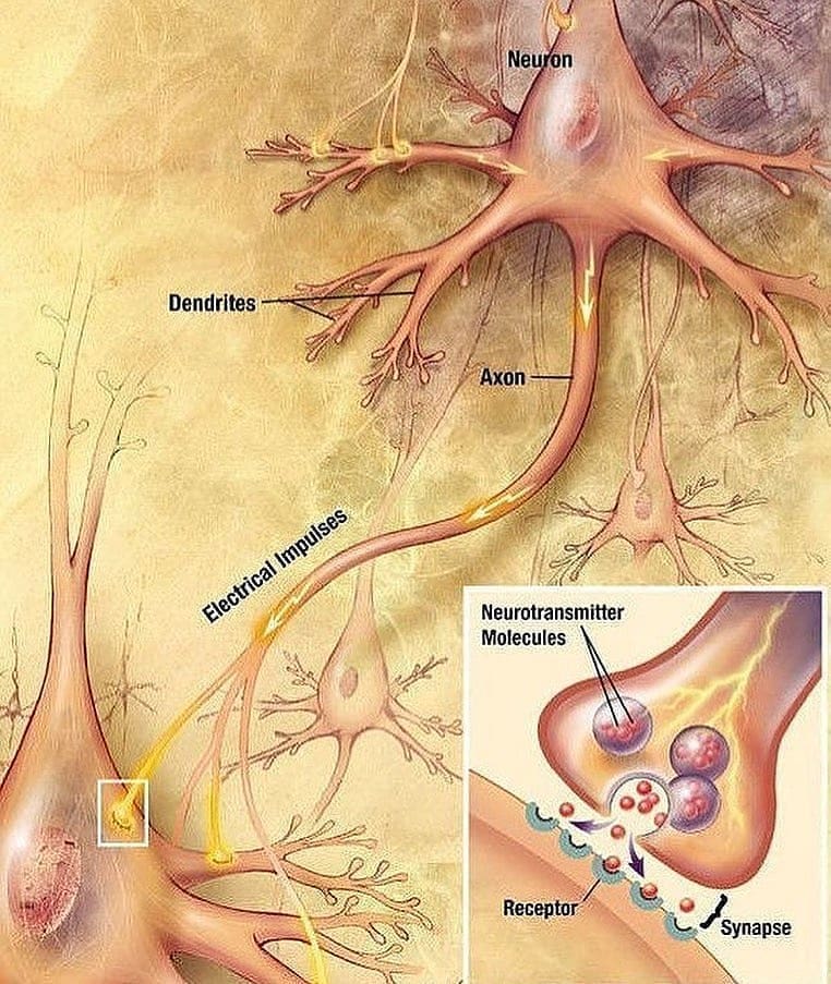 RIPTGroup's tweet photo. Neuromuscular Junction.
#riptgroupofinstitutions #rcphs #rcps #pbson https://t.co/TyixOrPMS3