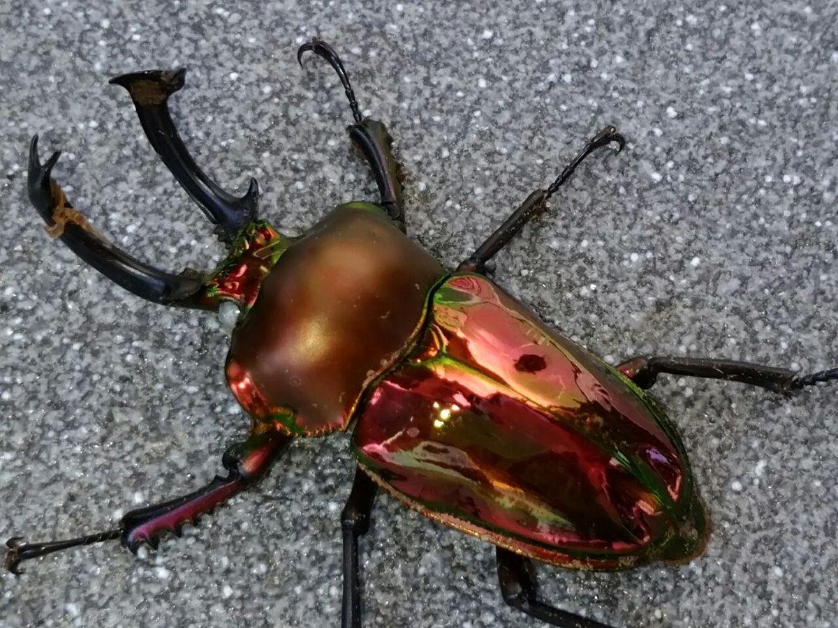 ニジイロクワガタ】 世界一美しいと言われるクワガタ。 オーストラリア