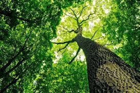 QualityEsnad's tweet photo. We are your partner to ISO14001 Certificate https://t.co/Kndt7WCynb