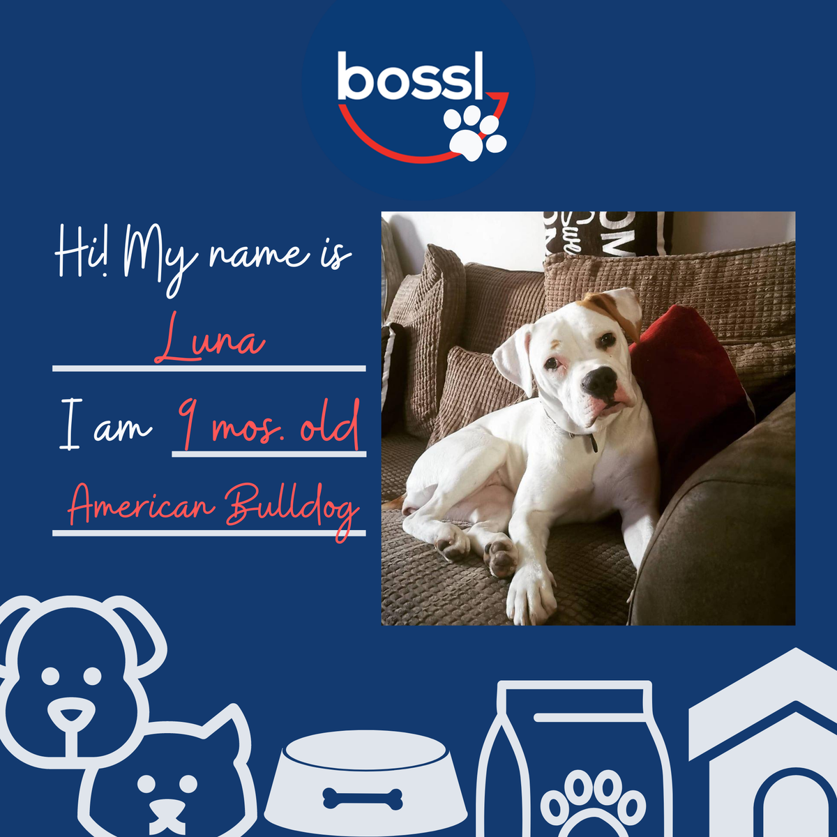bossl_com's tweet photo. Hooray for our first Featured Pet of the Week entry! Woof, woof! 🥳

#FeatureFriday
#RT if you love dogs as much as we do and #followback for more lovely pet photos 🙌 https://t.co/6BepG0bEK7