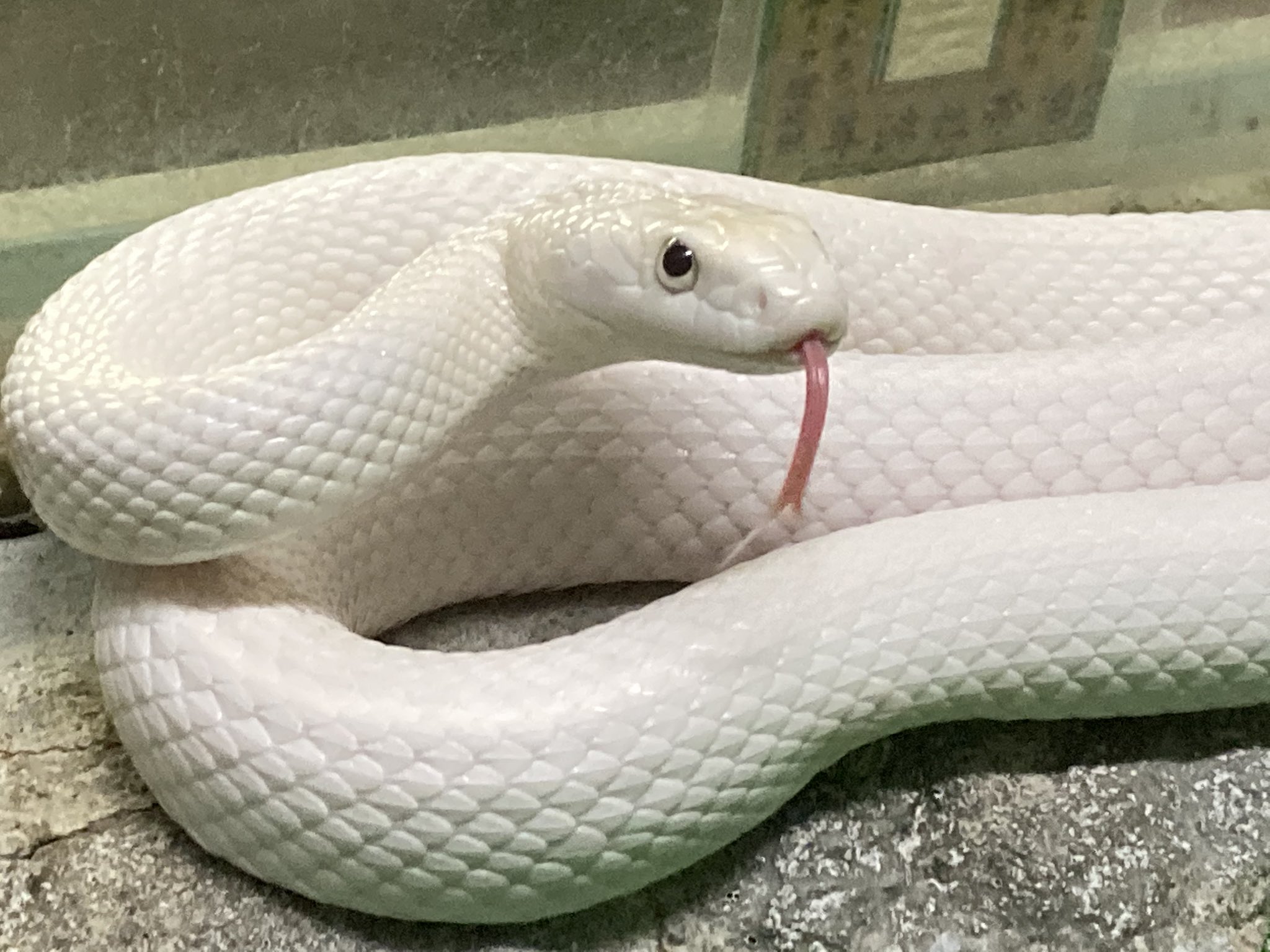 تويتر 草津熱帯圏 على تويتر こんばん爬虫類 伝説のスーパー白蛇ことテキサスラットスネークのイーニッドさん 脱皮直後の1番美しいタイミングで撮影 渋い1枚が撮れました やったぜ あたしに触るとケガするわよ とでも言いそうな雰囲気です