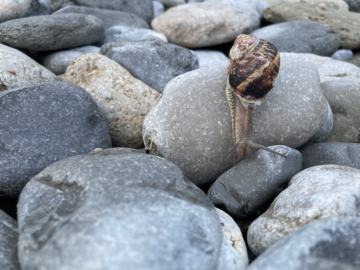 purplemeg188's tweet photo. Enjoying the snails pace today! #Anglesley #Llanddona #bongolife https://t.co/9H32yJp2U6