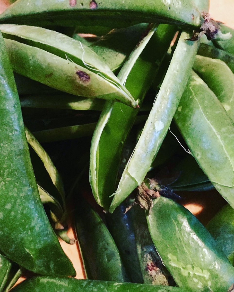 BeardyTatters's tweet image. The price you pay for peas... 
Ideas? what can you do with the pods once you have the bounty?
Interested to know what you can make from them.
#zerowaist #useeverything #peasensible #bounty #localproduce #localmarkets #lannilis #plouguerneau #rurallife #bristolianabroad