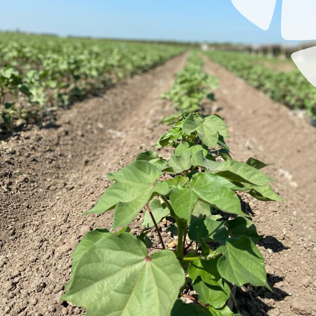 BelchimEspana's tweet photo. Los estándares de nuestra #Agricultura, nos obliga a realizar exhaustivos ensayos de campo con nuestro futuros #Fitosanitarios. Nuestra compañera de Andalucía controlando la eficacia de nuevos productos para #Algodón. #Belchim #DelLabAlCampo https://t.co/fyI3Hcd4TC