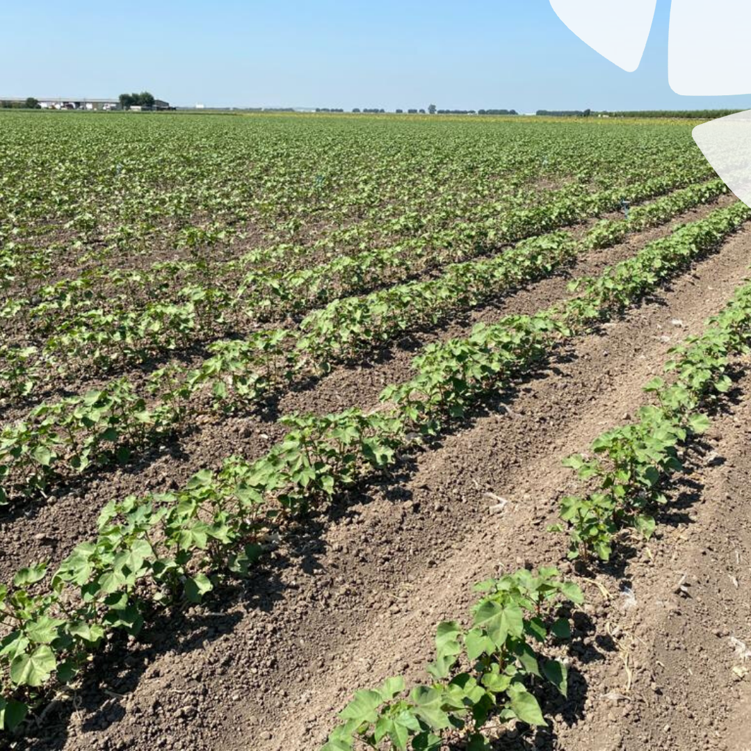 BelchimEspana's tweet photo. Los estándares de nuestra #Agricultura, nos obliga a realizar exhaustivos ensayos de campo con nuestro futuros #Fitosanitarios. Nuestra compañera de Andalucía controlando la eficacia de nuevos productos para #Algodón. #Belchim #DelLabAlCampo https://t.co/fyI3Hcd4TC