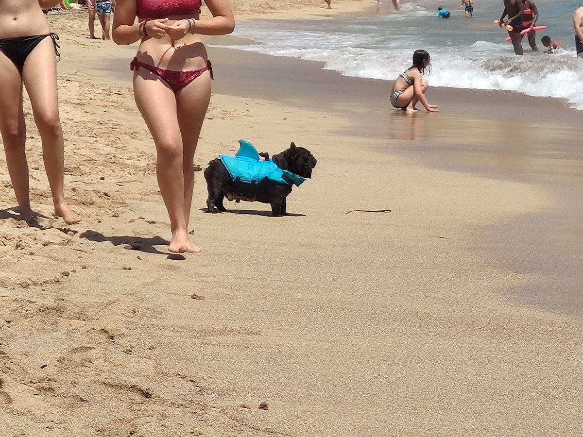 Buenos días solo al perro-tiburón
