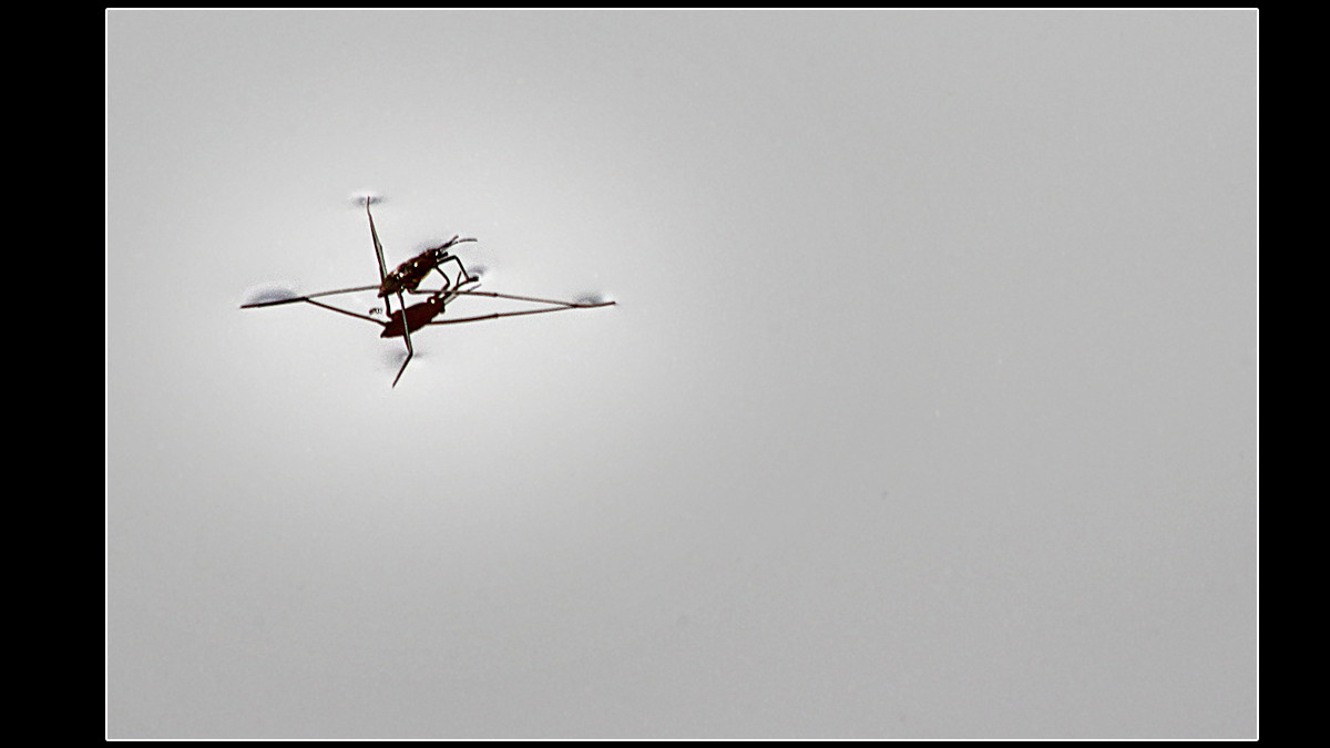 Love the simplicity of this #photograph we took of a pond skater 2 days ago. If only humans could use surface tension to walk on water, hey?😅 #NaturePhotography #Monochrome