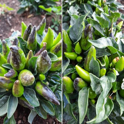 GreenLaneNGO's tweet photo. They came from #Montenegro and adapted perfectly to the #GreenTrainingCenter
#NothingIsImpossible, all you need is #desire https://t.co/jQRuG6lvDG