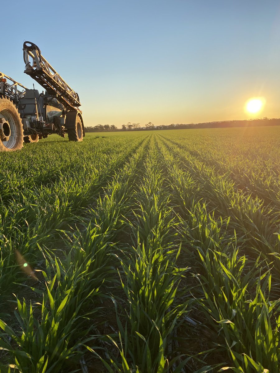 Eckfarming's tweet photo. Razor wheat enjoying the afternoon sun ⁦ ⁦@agtbreeding⁩ https://t.co/kvIoCRiZiy