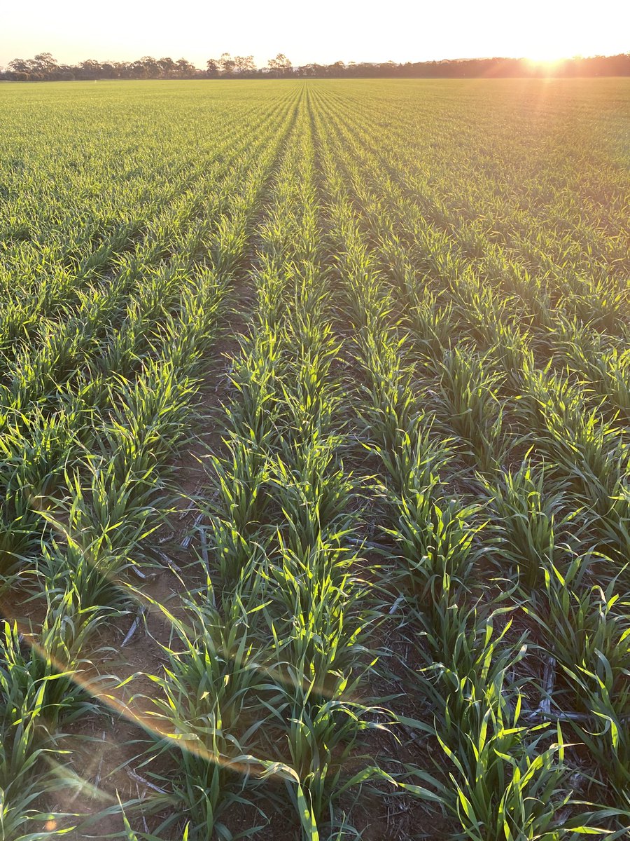 Eckfarming's tweet photo. Razor wheat enjoying the afternoon sun ⁦ ⁦@agtbreeding⁩ https://t.co/kvIoCRiZiy