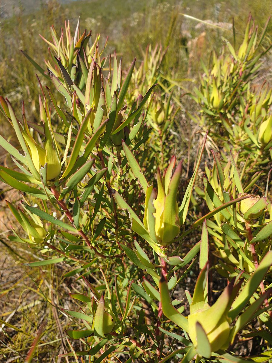 MartiBlom's tweet photo. Leucadendron, is it salignum? #DeVlugt https://t.co/TfAeUCBE6n