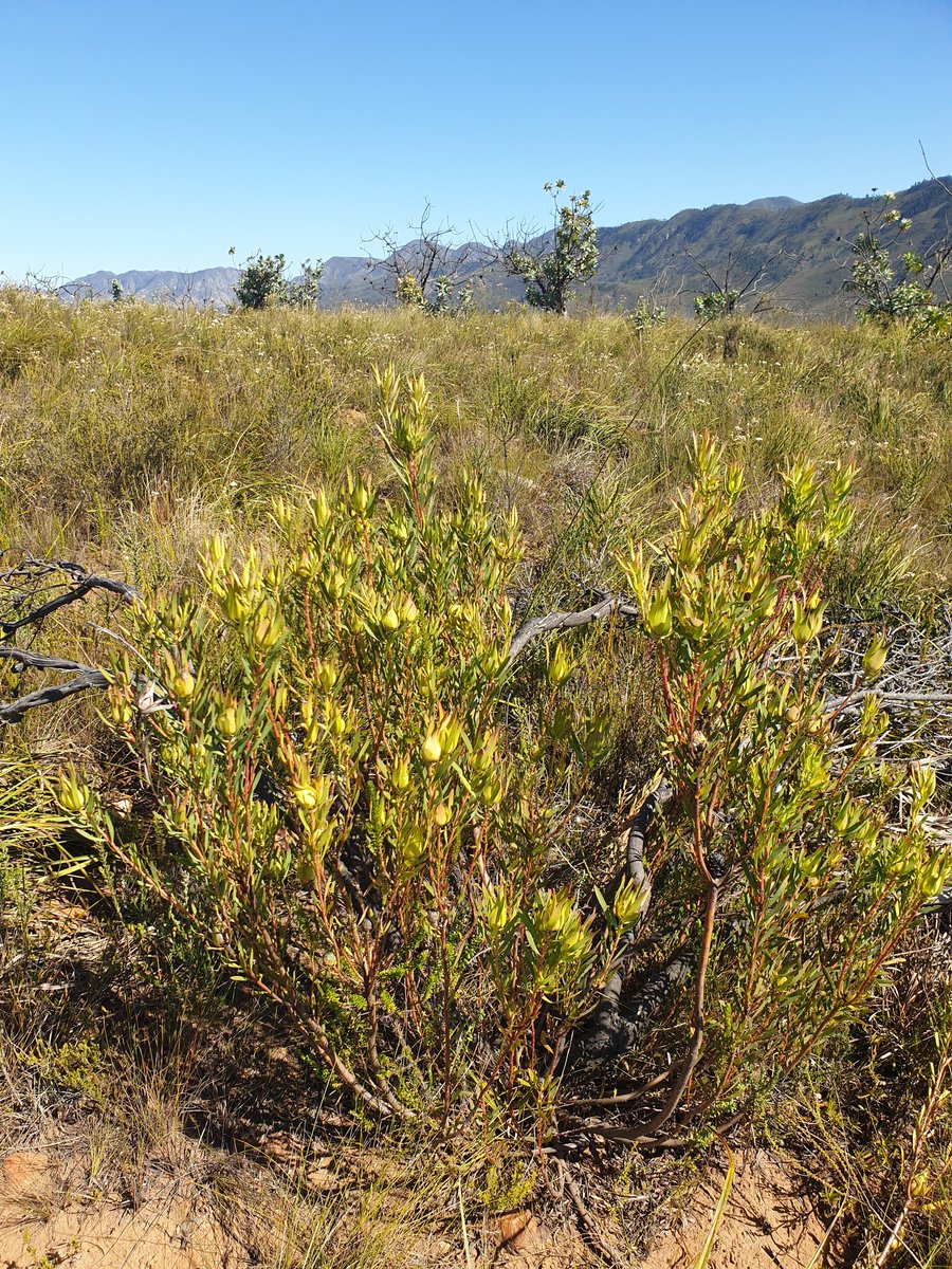 MartiBlom's tweet photo. Leucadendron, is it salignum? #DeVlugt https://t.co/TfAeUCBE6n