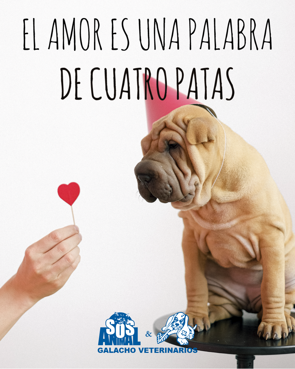 GrupoGalacho's tweet photo. El amor es una palabra de cuatro patas

#citas #citascelebres #quotes #citasenespañol #perros #perrosmalaga #frasesperros #perrosfelices #perrosgraciosos #perritos #perrosgram #animales #mascotas #mascotasmalaga #Veterinaria #ClinicaVeterinaria https://t.co/9713E7DdTl