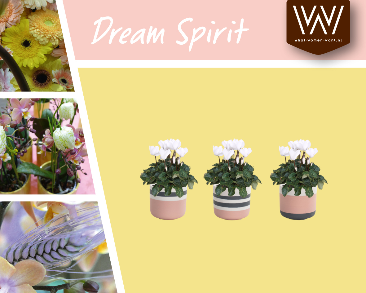 De cyclaam opgenomen in onze collectie DREAM SPIRIT.
Meer info is verkrijgbaar via ow.ly/zeR250AGe5m

#collectie #dreamspirit #cyclaam #whatwomenwant