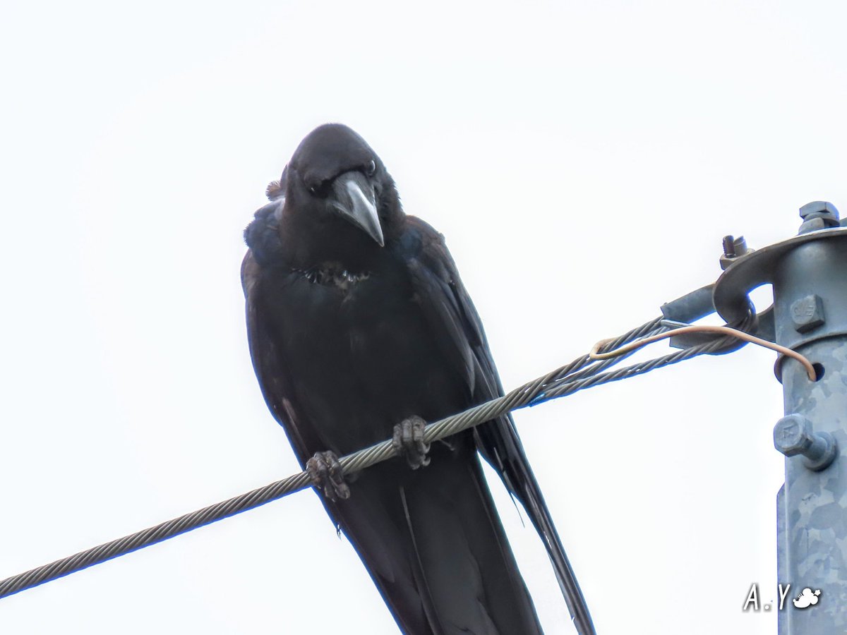 yumeasutw's tweet photo. 風にふかれて🌬️🐦
お目目がクリッと、可愛らしいカラスさん💕
風に吹かれて、背中の羽がヒ~ラヒラ。
#カラス #烏 #Crow
#ハシブトガラス
#野鳥 #bird
#a2020 #a0724 #a202007
#a2020074 https://t.co/y5Lj39eXA1
