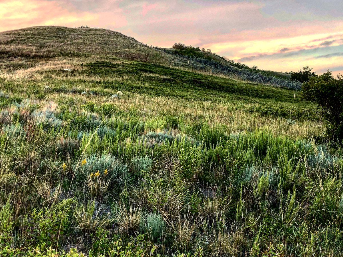 dwilapix's tweet photo. Pure prairies.
#prairie #prairies #iphonex #grasslands #prairielife #sk #sask #saskatchewan #yoursask #mysask #canada #canadianprairies #katepwa #hikingadventures #landscapephotography #landscape #hill #grassyknoll #prairiescene #gottalove_a_ #myworld_in_green #canadian #texture https://t.co/2szDuBaqtw