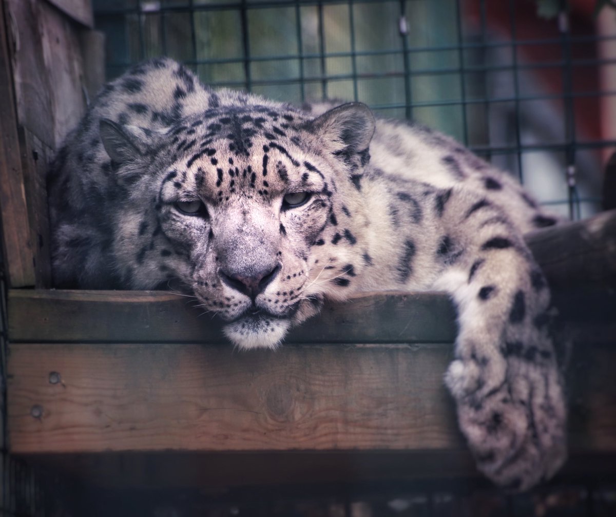 SiggersPhoto's tweet photo. Beautiful animals ❤️ https://t.co/dq29nd3DAv