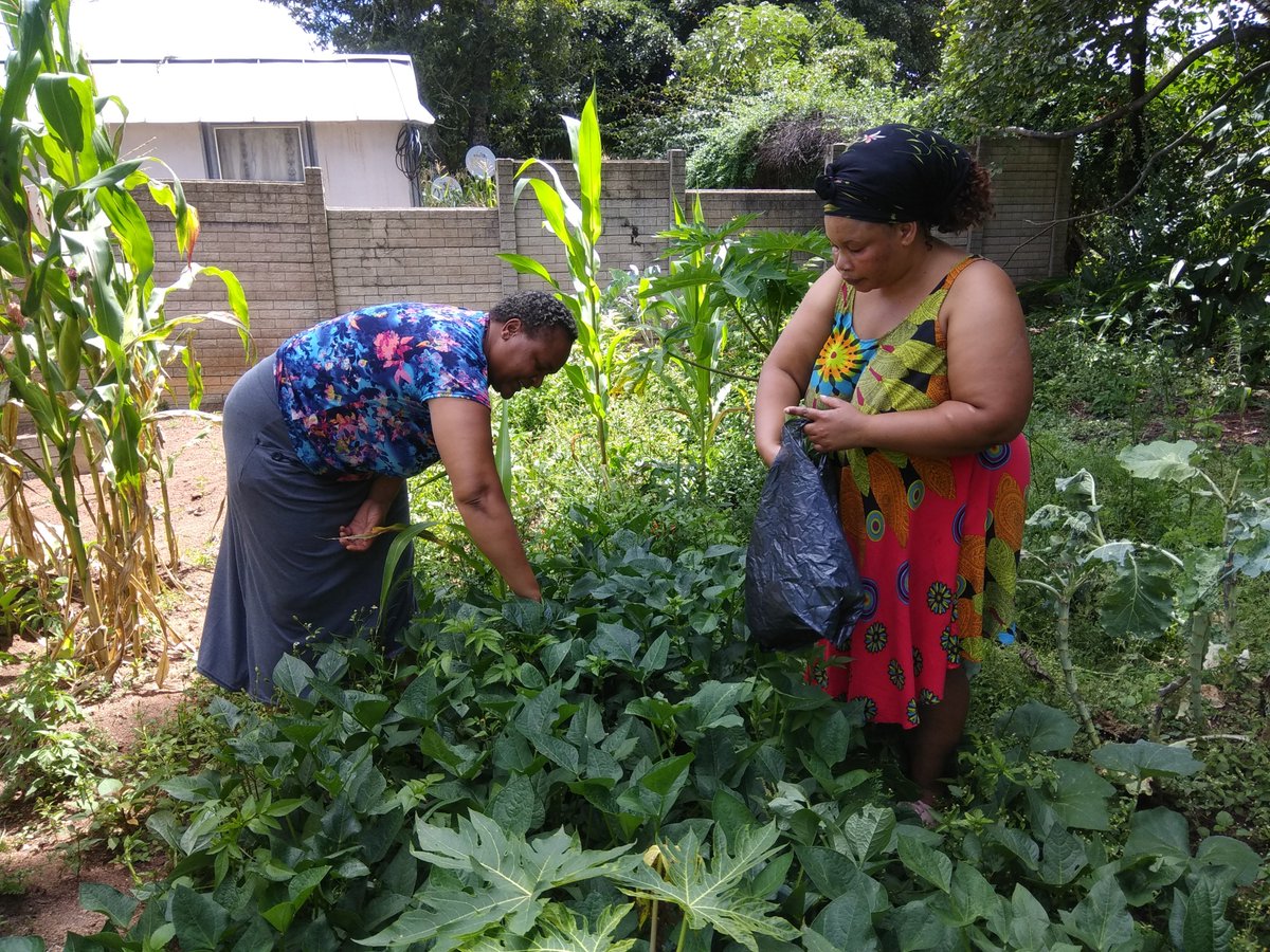 missllika's tweet photo. 1/6 Good day all! Presenting

Fruits in the city: the nature, nurture, &amp; future of #urbanforaging

Work from my PhD with @Rhodes_Uni &amp; @NRF_News at #DICECON20 #ValueNat

Foraging = collecting resources from open spaces for food, fuel, fibre, &amp; fun!

#urbangreenspace #urbancommons https://t.co/M1W4EG0gzf