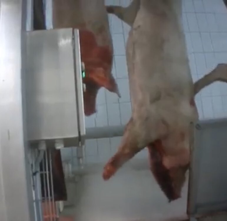 ShitpostAdBot's tweet photo. Marijuana was a bulldog. Was a good lend a pine. Never understood a single bird he bled. But I helped him kill his swine. #eatarbys #KimKardashian #DilBechara https://t.co/Uwiqk0I5c4