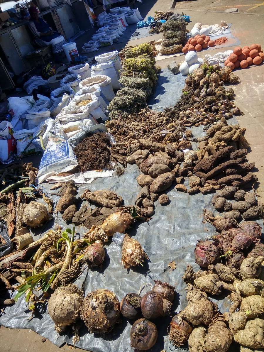 missllika's tweet photo. 2/6
What: fuelwood, medicinal herbs, wild fruits, wild vegetables

Where: 1-5km from home, in the bush, along sidewalks (east coast ZA)

Who: ~36yo, 2-child, 1-earning member households, with friends &amp; family

Why: culture, leisure, recreation

#urbanforaging #DICECON20 #ValueNat https://t.co/Tz16BV3aJn