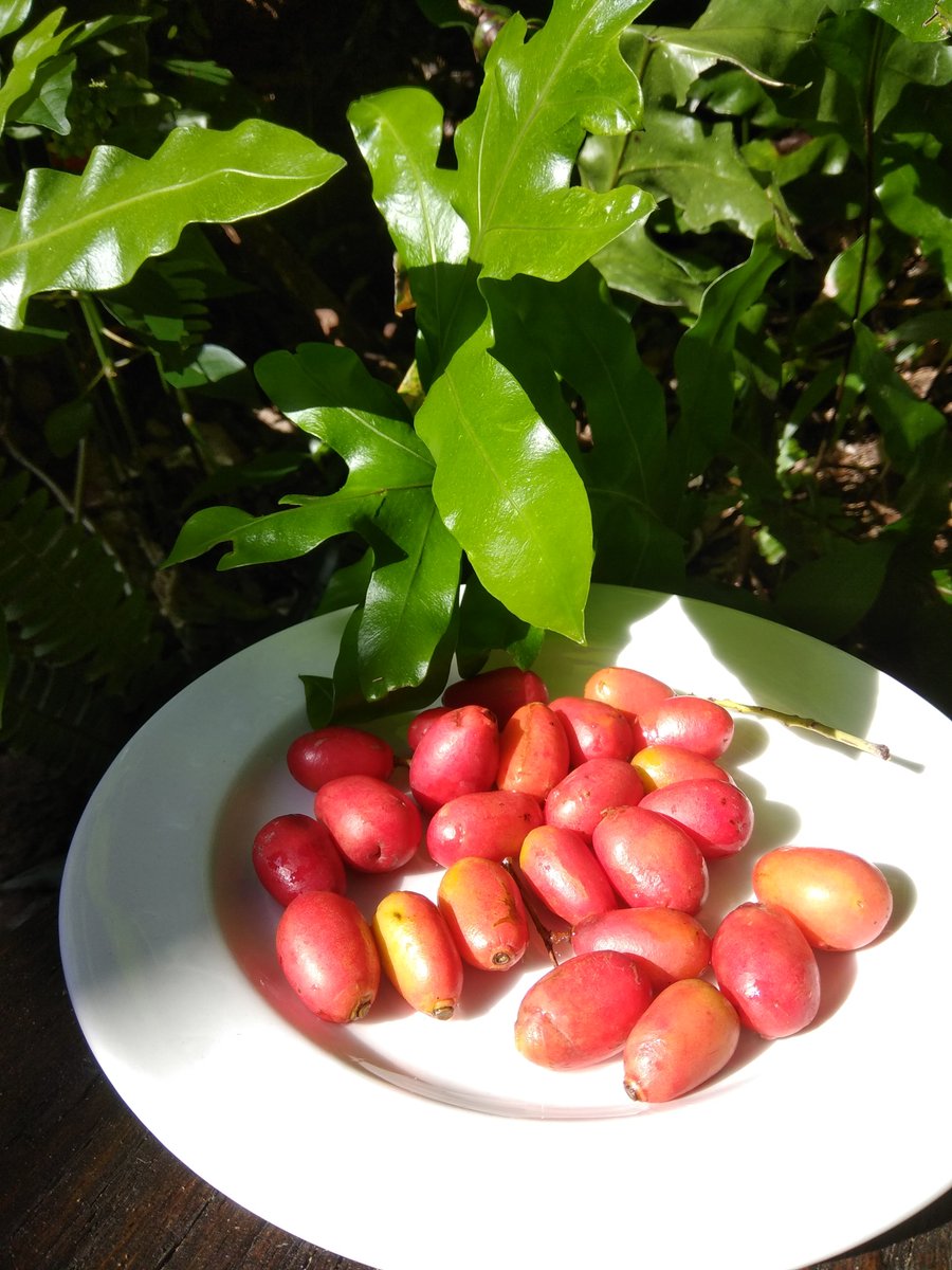 missllika's tweet photo. 4/6
How can foraging help people?

1. Free food, fuel, fibre in small quantities &amp; in times of need

2. Nutritional diversity, local economy, cost-saving

3. Transmission of biocultural knowledge, relationships, &amp; traditions

#safetynet #bioculturaldiversity #DICECON20 #ValueNat https://t.co/Ra2UxEhNZk