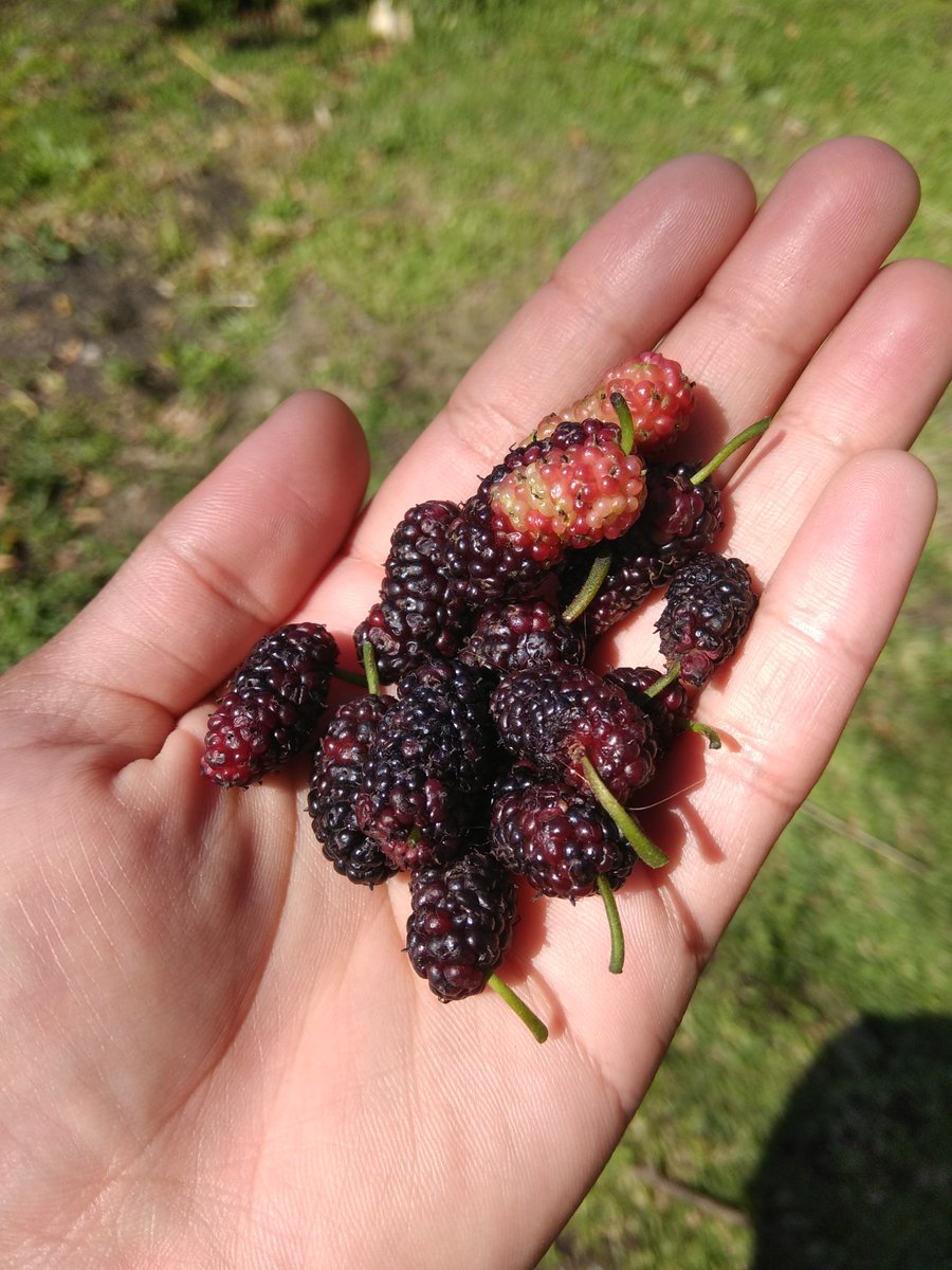 missllika's tweet photo. 4/6
How can foraging help people?

1. Free food, fuel, fibre in small quantities &amp; in times of need

2. Nutritional diversity, local economy, cost-saving

3. Transmission of biocultural knowledge, relationships, &amp; traditions

#safetynet #bioculturaldiversity #DICECON20 #ValueNat https://t.co/Ra2UxEhNZk