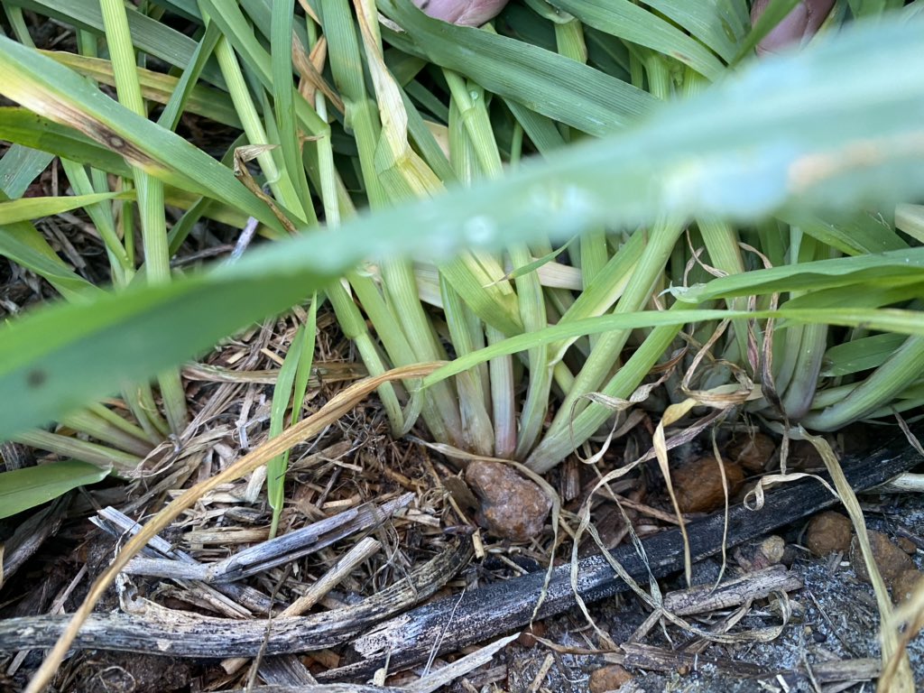 Planet barley cranking along in my bank managers crop with 150 units of N 49 units P and 30 units K but still showing minor reddening of the lower stems indicating some N deficiency. Kinda makes you wonder what you’re supposed to apply.....