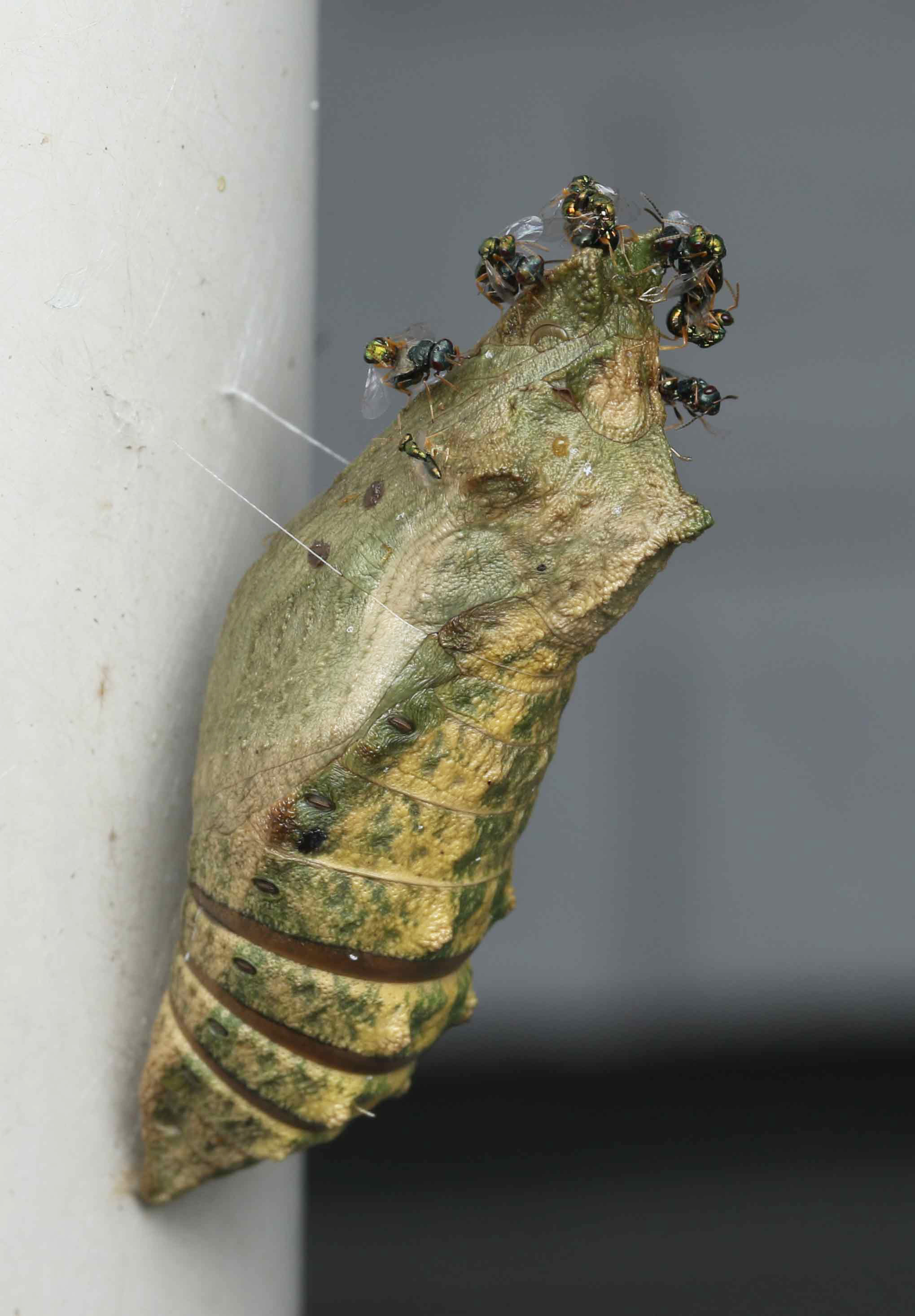 丸山宗利 Maruyama 大切に観察していたキアゲハの蛹からコガネコバチ科の寄生蜂が大量に羽化 T Co N2dv7xhljm Twitter