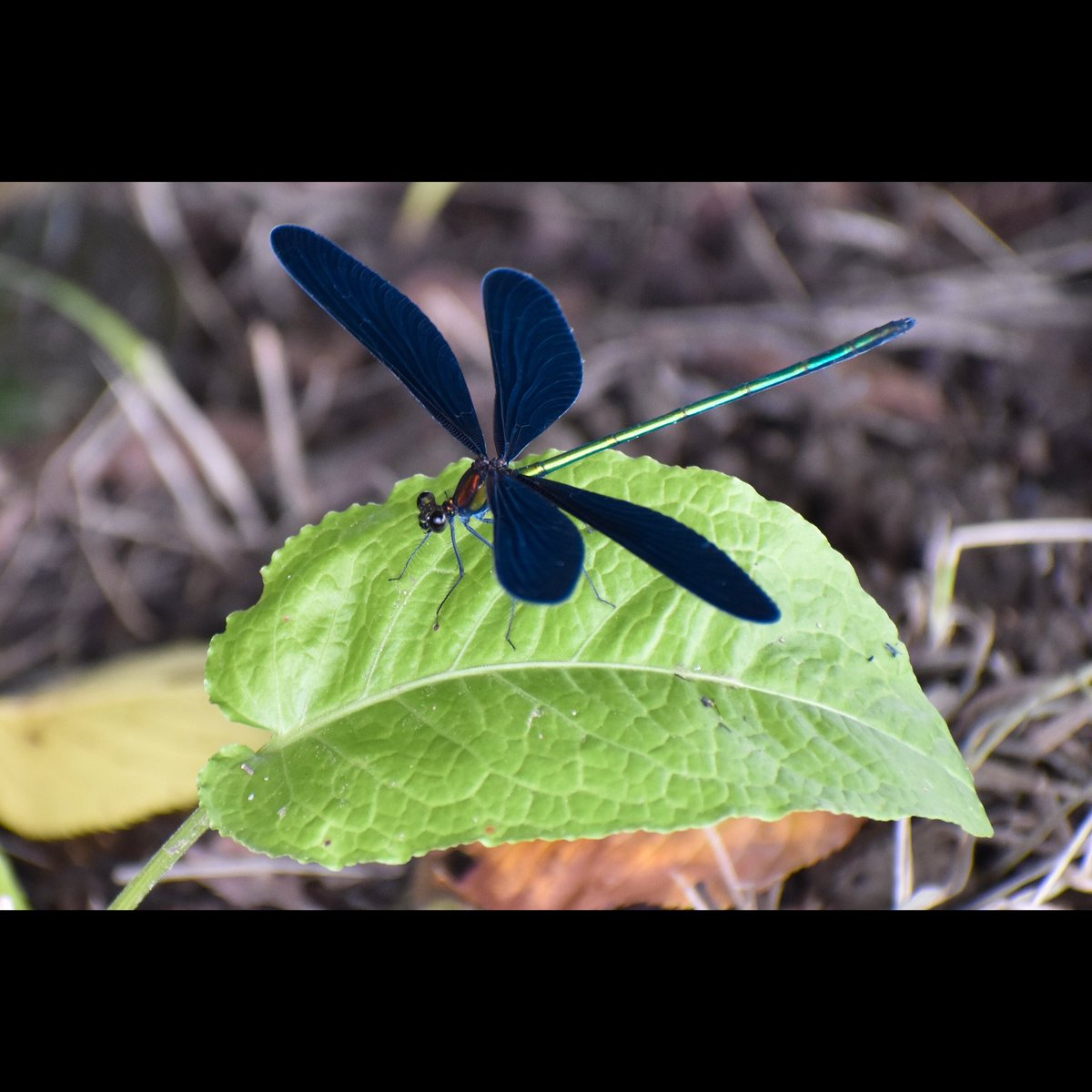 ハグロトンボ 絶滅危惧 Twitter Search