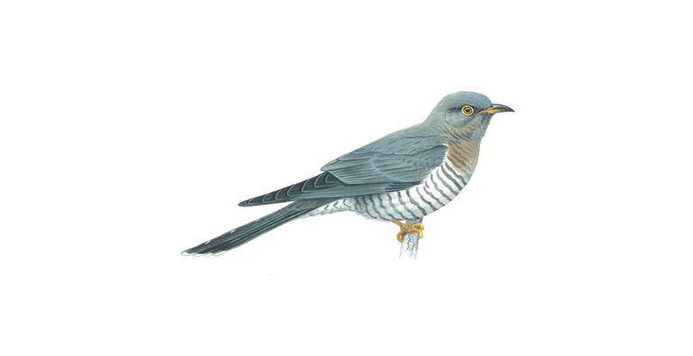 I’m fairly certain I just heard the cuckoo... could this be so? #cuckoo #wexford @NatureRTE #eannanilamhna #nature #irishbirds